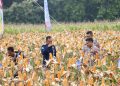 Polres Grobogan Berhasil Gelar Panen Raya Jagung di Lahan 274 Hektare