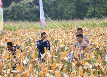 Polres Grobogan Berhasil Gelar Panen Raya Jagung di Lahan 274 Hektare