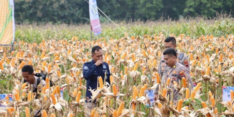 Polres Grobogan Berhasil Gelar Panen Raya Jagung di Lahan 274 Hektare