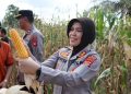 Keberhasilan Program Ketahanan Pangan: Kolaborasi Menuju Swasembada Jagung 2025