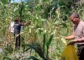 Dukung Ketahanan Pangan, Panen Jagung di Lahan Pekarangan oleh Polsek Kajen
