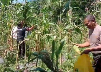 Dukung Ketahanan Pangan, Panen Jagung di Lahan Pekarangan oleh Polsek Kajen