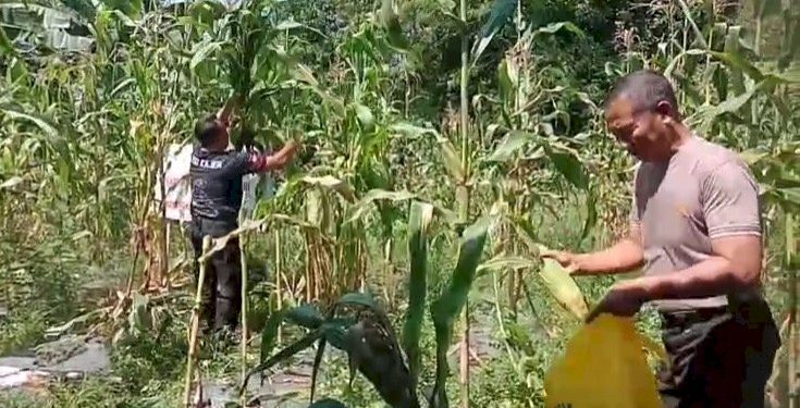 Dukung Ketahanan Pangan, Panen Jagung di Lahan Pekarangan oleh Polsek Kajen
