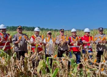 Program Gugus Tugas Ketahanan Pangan di Jambi Sukses Panen Jagung di 6 Polres