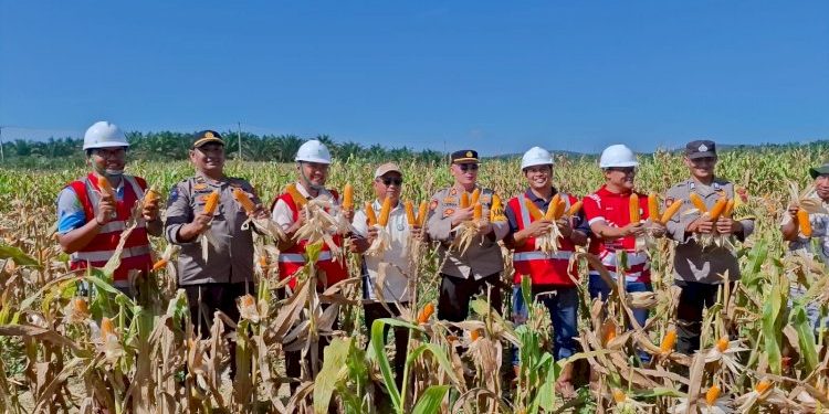Program Gugus Tugas Ketahanan Pangan di Jambi Sukses Panen Jagung di 6 Polres