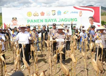 Kapolri dan Mentan Panen Raya Jagung di Bone Dukung Ketahanan Pangan Nasional