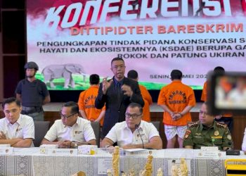Ungkap Perdagangan Ilegal Gading Gajah di Sukabumi dan Jakarta oleh Dittipidter Bareskrim Polri