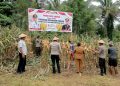 Polres Halmahera Utara Gelar Panen Raya Jagung Dukung Ketahanan Pangan Nasional