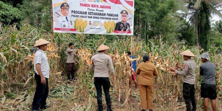 Polres Halmahera Utara Gelar Panen Raya Jagung Dukung Ketahanan Pangan Nasional