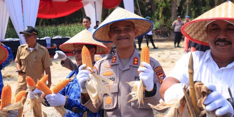 Kapolres Kampar Panen Raya Jagung Dukung Ketahanan Pangan Nasional