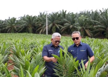Pendanaan BPDPKS dan KUR Bunga Rendah Dukung Petani Program Swasembada Beras