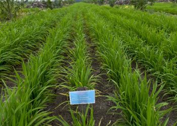 Kembangkan Tanaman Padi Gogo oleh PTPN IV PalmCo Bumi Lancang Kuning