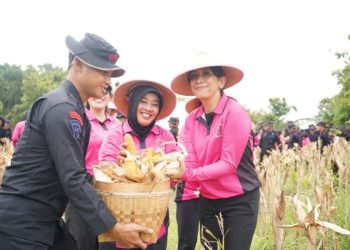 Panen Raya Sat Brimob di Sragen Dukung Ketahanan Pangan Nasional