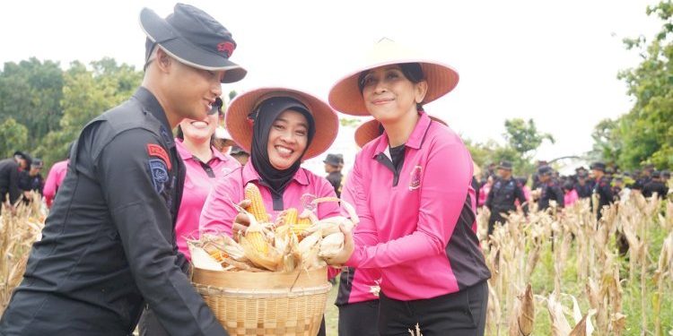 Panen Raya Sat Brimob di Sragen Dukung Ketahanan Pangan Nasional