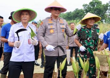 Polda Metro Jaya Adakan Panen Raya Jagung untuk Mendukung Ketahanan Pangan