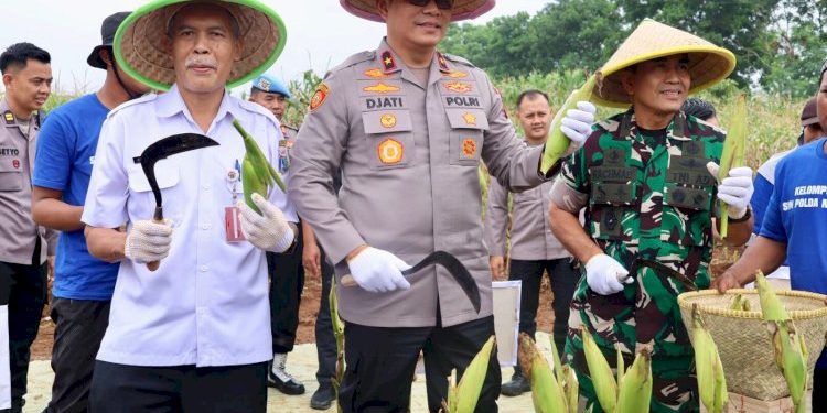 Polda Metro Jaya Adakan Panen Raya Jagung untuk Mendukung Ketahanan Pangan