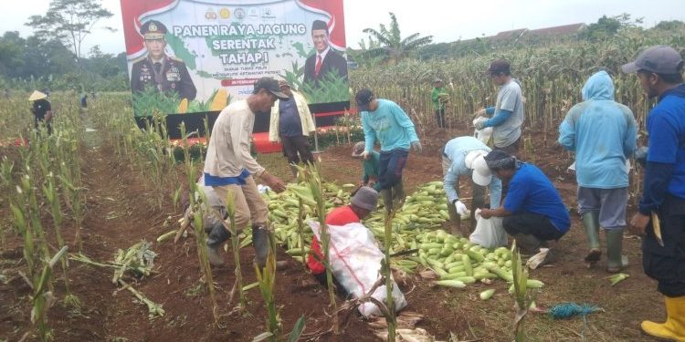 Masyarakat Apresiasi Panen Raya Jagung Polda Metro Jaya sebagai Bukti Peduli Ketahanan Pangan