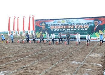 Sinergi Kementan dan Polri untuk Swasembada Jagung 2025 Target Produksi Tambahan 4 Juta Ton