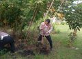 Pemanfaatan Lahan oleh Polsek Sragi Gelar Panen Raya Ketela