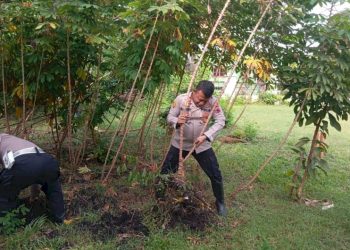 Pemanfaatan Lahan oleh Polsek Sragi Gelar Panen Raya Ketela