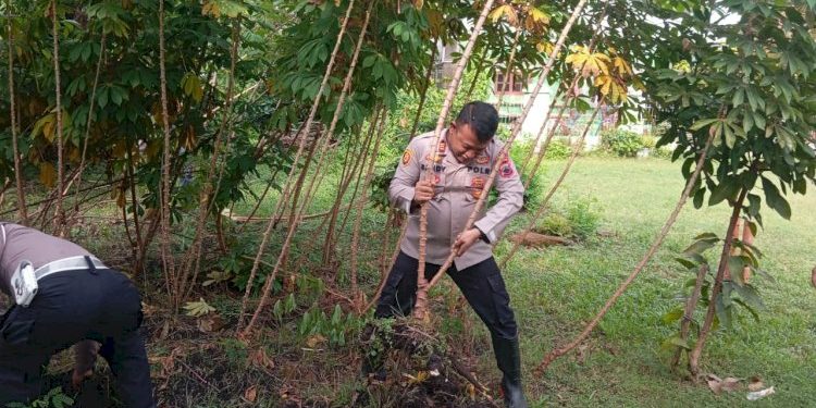 Pemanfaatan Lahan oleh Polsek Sragi Gelar Panen Raya Ketela