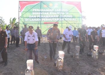 Dukung Ketahanan Pangan, Tanam Jagung di Lahan Hutan Sosial Wonosamodro oleh Forkopimda