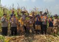 Sinergi Polri dan Petani Hasilkan 4,5 Ton Jagung Maxi di Desa Watupayung