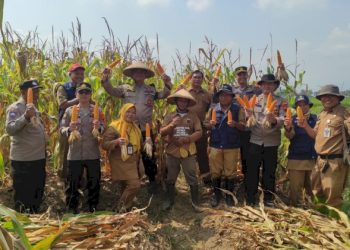 Sinergi Polri dan Petani Hasilkan 4,5 Ton Jagung Maxi di Desa Watupayung