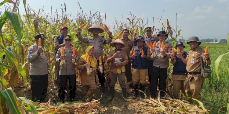 Sinergi Polri dan Petani Hasilkan 4,5 Ton Jagung Maxi di Desa Watupayung