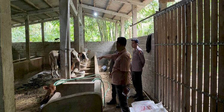 Polsek Musuk Tangani Kasus Pencurian Sapi, Imbau Warga Tingkatkan Kewaspadaan Lingkungan