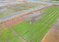 Perkuat Ketahanan Pangan dengan Program Cetak Sawah dari Pemerintah