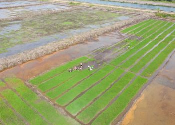 Perkuat Ketahanan Pangan dengan Program Cetak Sawah dari Pemerintah