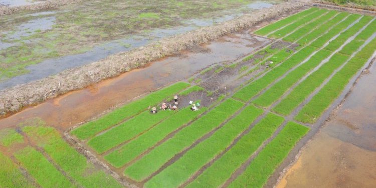 Perkuat Ketahanan Pangan dengan Program Cetak Sawah dari Pemerintah