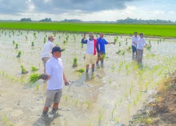 Penyederhanaan Alur Distribusi Pupuk Bersubsidi Langkah Konkret Mewujudkan Janji Kepada Petani