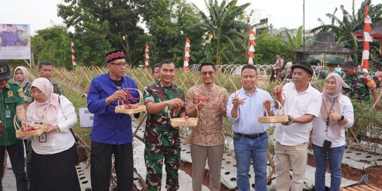 Panen Cabai Perdana Dandim 0508/Depok untuk Mendukung Ketahanan dan Swasembada Pangan