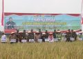 Ketahanan Pangan: Pangdam IV dan Danrem 072 Gelar Panen Raya di Kebumen