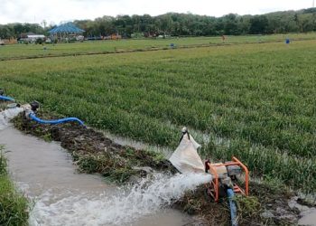 Manfaat Program Pompanisasi bagi Petani di Lampung