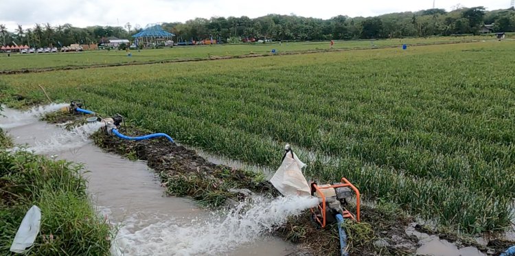 Manfaat Program Pompanisasi bagi Petani di Lampung