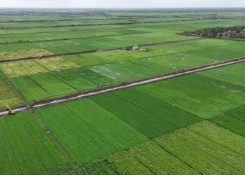 Dukungan Masyarakat Terhadap Program Cetak Sawah yang Dilaksanakan oleh Pemerintah