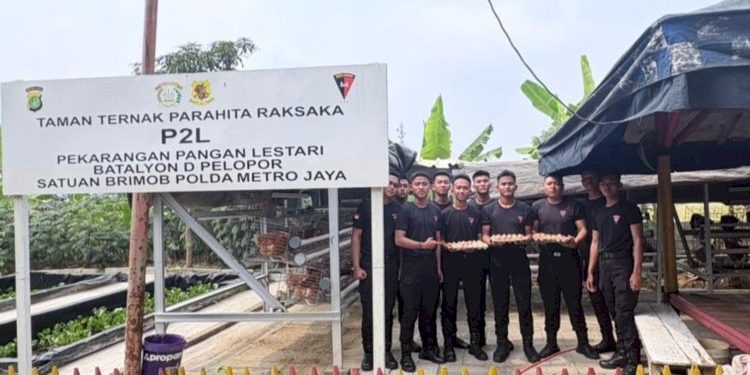 Budidaya Ayam Petelur Brimob Polda Metro Jaya di Lahan P2L Dukung Ketahanan Pangan Nasional