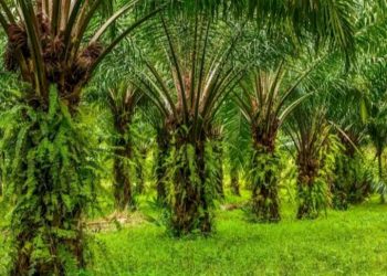 Hilirisasi Sawit dan Bauksit Meningkatkan Penyerapan Tenaga Kerja di Indonesia
