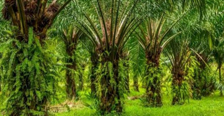 Hilirisasi Sawit dan Bauksit Meningkatkan Penyerapan Tenaga Kerja di Indonesia