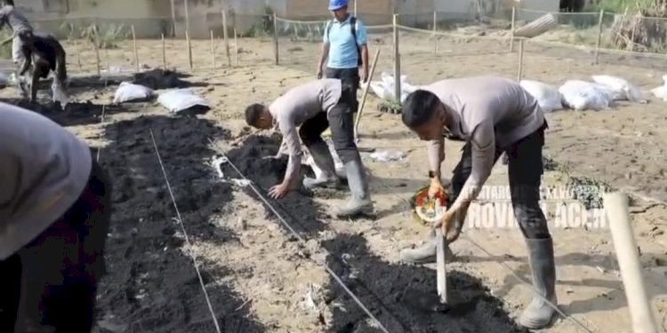 Taruna Akpol Tingkatkan Ketahanan Pangan dan UMKM Melalui Pekarangan Pangan Lestari di Aceh Tamiang